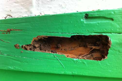 Afectación por termita y carcoma