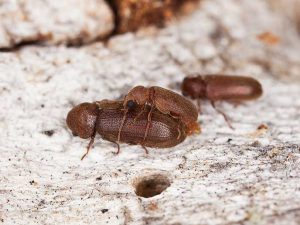 Carcoma pequeña
